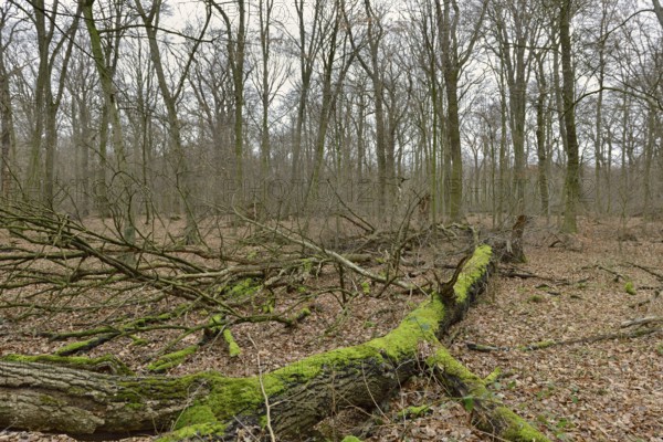 Deadwood... Hambach Forest, North Rhine-Westphalia, old, species-rich, natural remaining forest in
