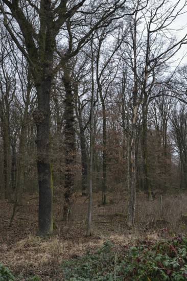 Old deciduous forest... Hambach Forest, North Rhine-Westphalia, ancient oak-hornbeam mixed forest,