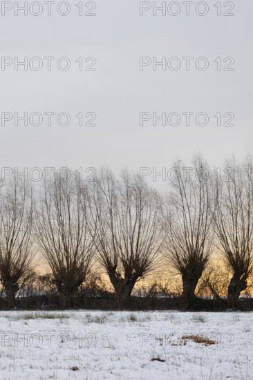 Just outside the Tor tor of Düsseldorf... Row of pollarded trees and copses in the Ilvericher