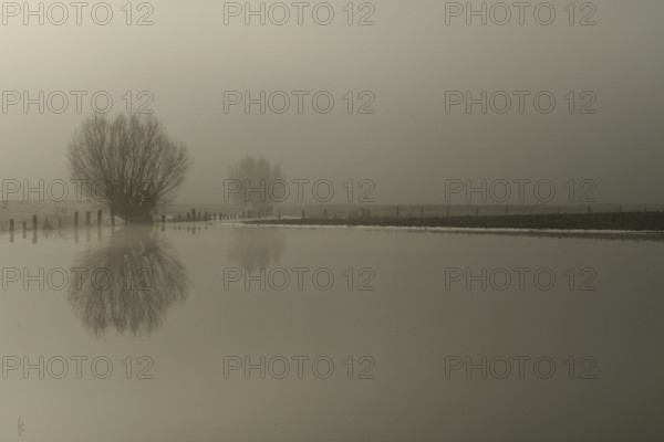 High water on meadows and fields (Lower Rhine), winter mood on the Rhine, willow in the fog, misty