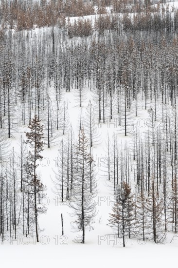 Deadwood in Yellowstone National Park, view over a vast, largely dead forest, coniferous forest in