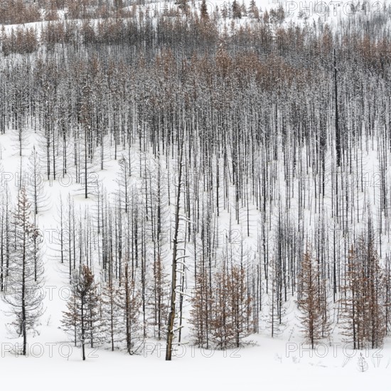 Deadwood... Yellowstone National Park, view over a vast, largely dead forest, coniferous forest in