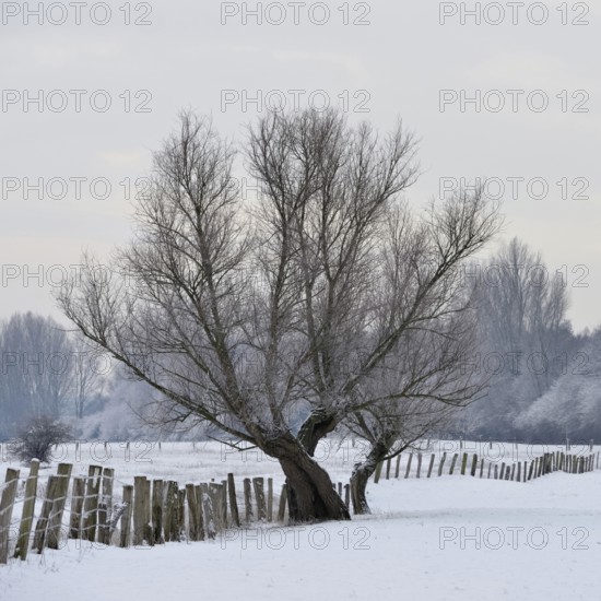 Old gnarled tree... Bislicher Insel (winter), Lower Rhine, North Rhine-Westphalia, Germany, rural