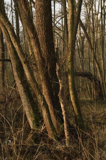 In the quarry forest, swamp forest... Meerbusch (Lanker Bruch), swampy alluvial forest, alder swamp