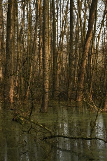 High water level... flooded quarry forest, Lanker Bruch, swampy alluvial forest, alder quarry