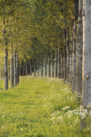 In the spring sun... brightly shining avenue of trees, endless avenue in fresh green, path of hope