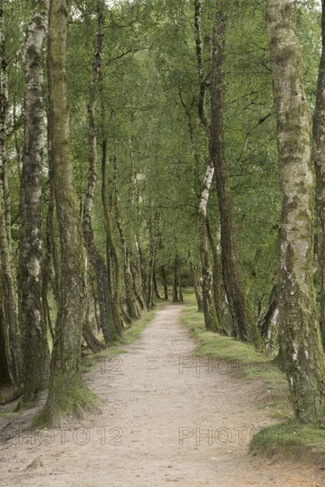 Sandy narrow path, idyllic trail, lined with birch trees... Birch avenue invites you to walk, hike,