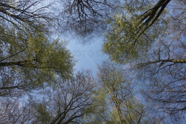 Spring is coming... View into the treetops of copper beeches (Fagus sylvatica) against blue sky in