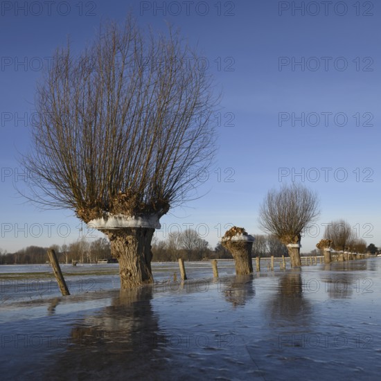 In frosty cold weather... Head willow (Rhine flood in winter 2020, 2021) with ice ring on Bislicher