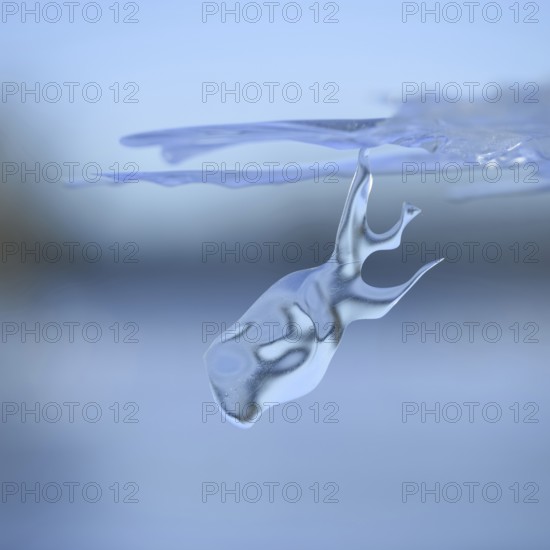 On a dive on the Lower Rhine... Whale (winter flood 2020, 2021), naturally grown ice sculpture