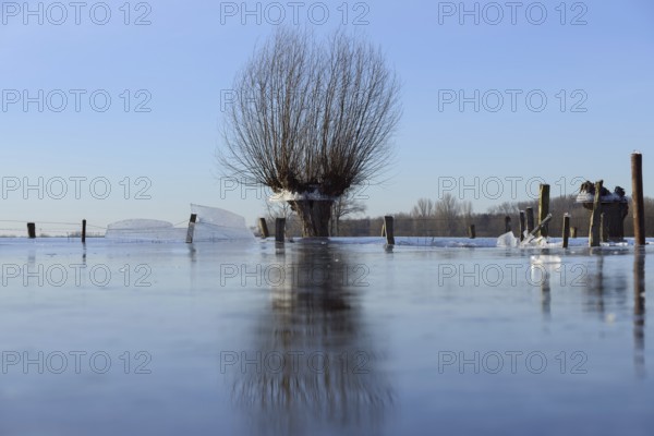 Land under... Pollard willow (Salix sp.) during the winter flood Rhineland 2020, 2021 locked in the