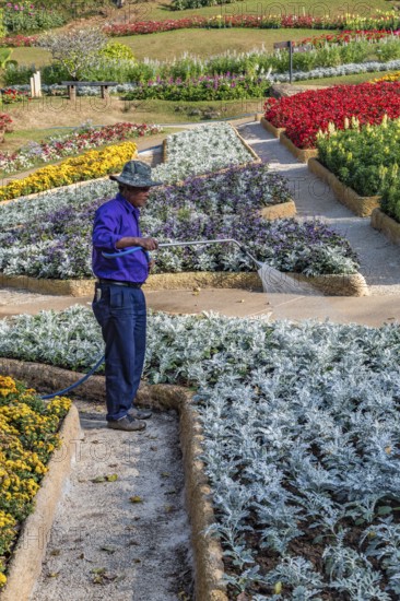 Laborer watering plants at Mae Fah Luang Gardens within the Doi Tung tourist attraction in Chiang