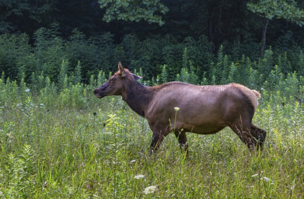 Wild North American Elk roaming free near the Oconaluftee Visitor Center at Great Smoky Mountains