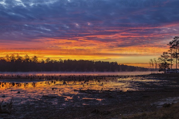 Stumps protrude from low water in Geiger Lake at sunrise in Paul B. Johnson State Park near