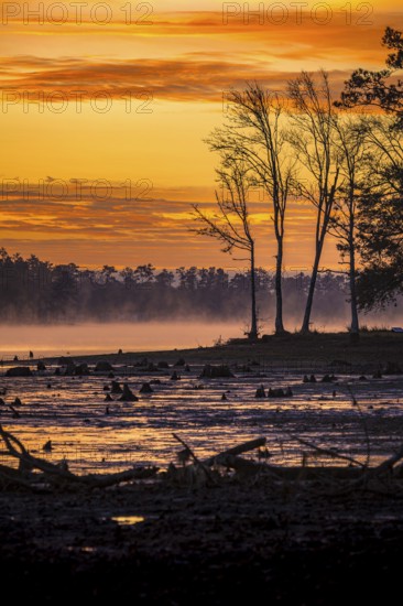 Stumps protrude from low water in Geiger Lake at sunrise in Paul B. Johnson State Park near