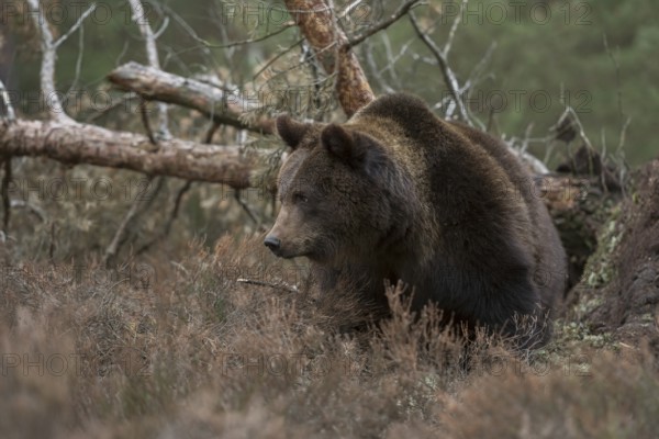 In the habitat... European brown bear (Ursus arctos), strong animal, breaks through undergrowth in