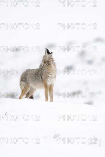 Coyote howling Coyote (Canis latrans) in winter, howling with head tilted far back, standing on a