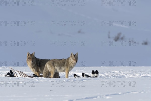 At the crack... Coyote (Canis latrans) in winter, two coyotes standing next to some magpies at the