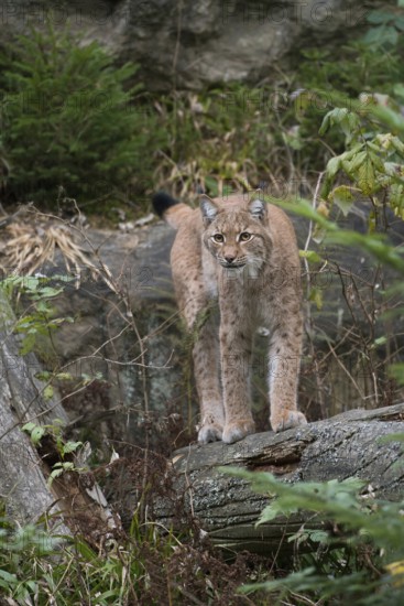 Stealthy hunter... Eurasian lynx (Lynx lynx), largest feline predator in large parts of Europe,