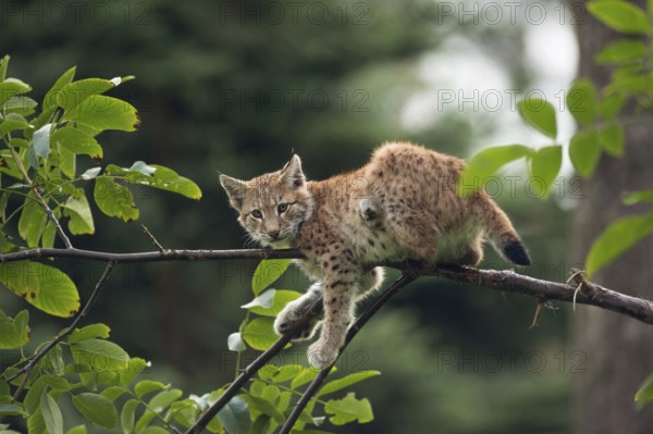 Take a break... Eurasian lynx (Lynx lynx), young lynx, apparently resting rather uncomfortably on a