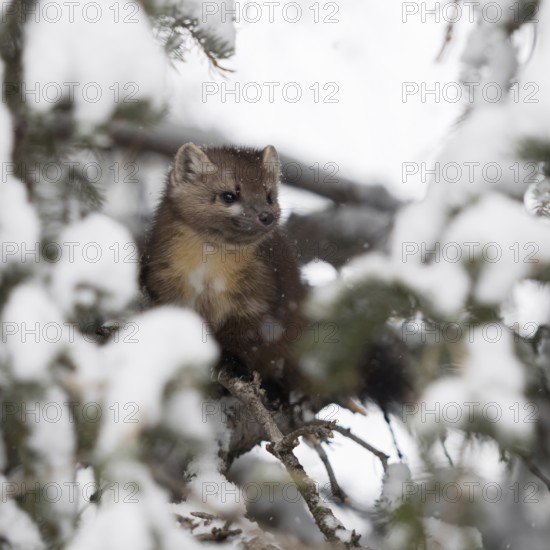 Through a gap in the branches... Pine marten (Martes americana) sits hidden in the branches of a