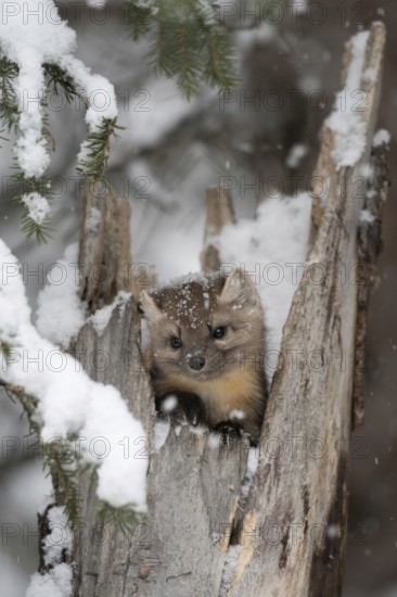Pretty cute... American pine marten (Martes americana), young animal looks curiously, cheekily out
