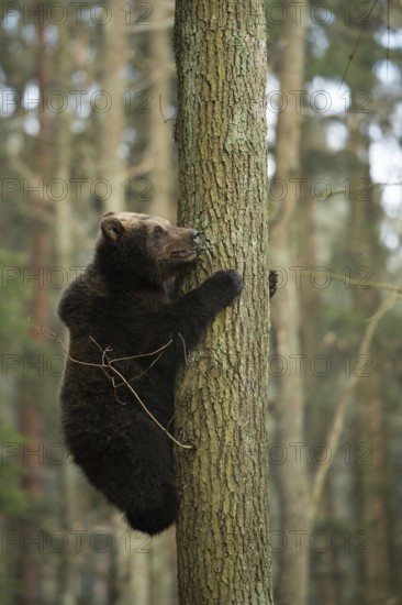 Now hold on tight... European brown bear (Ursus arctos), young bear climbs up a tree, seems