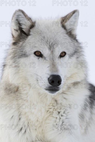 Grey wolf, Timberwolf wolf (Canis lupus) in winter, close-up, lying, wolf resting in the snow,
