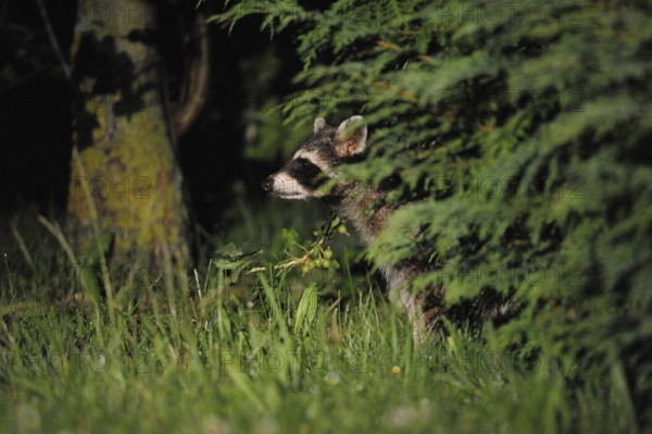 Life in hiding... Raccoon (Procyon lotor) in the middle of the night in a garden, almost everywhere