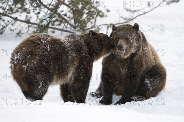 In the snow... Grizzly bears (Ursus arctos horribilis), American brown bears, funny picture, one