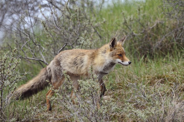 Stalking through the hunting ground... Red fox (Vulpes vulpes) in a short summer coat on an