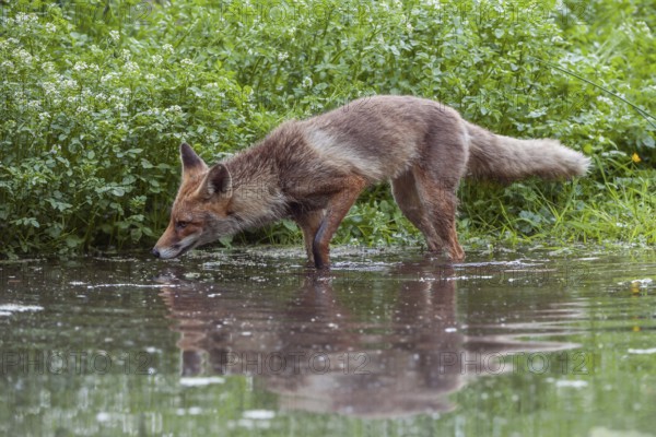In the water... Red fox (Vulpes vulpes), fox in short-haired summer coat searching for food at the
