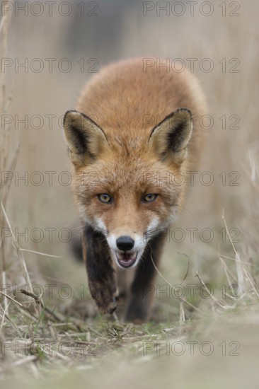 Predator bite... Red fox (Vulpes vulpes), fox runs across a fox path in the reeds directly towards