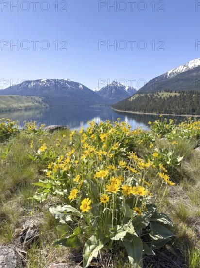 Mountain lake with flowers in front of blue sky and snow-capped mountains, Wallowa Lake, Joseph,