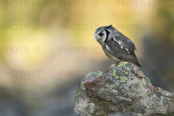 Southern white-faced owl... Southern bush owl (Ptilopsis granti), a very pretty little owl