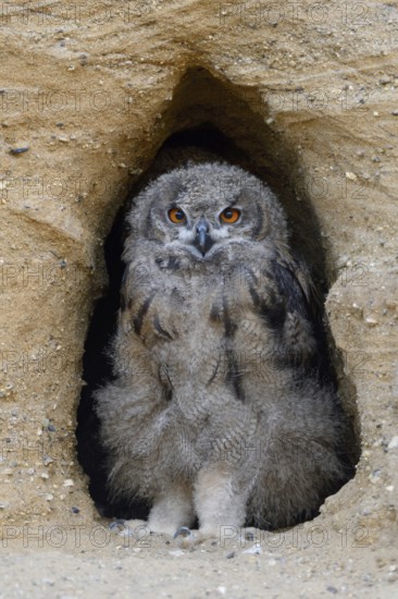 He watches over the entrance to his breeding den... European Eagle Owl (Bubo bubo), young bird in