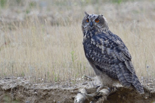 Teenager... European Eagle Owl (Bubo bubo), fledged young bird on its way to independence, note the