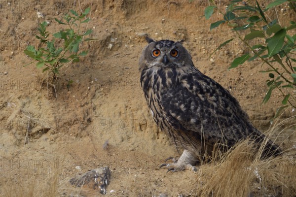 Looking into the camera... European Eagle Owl (Bubo bubo), the owl has spent the day in its hiding
