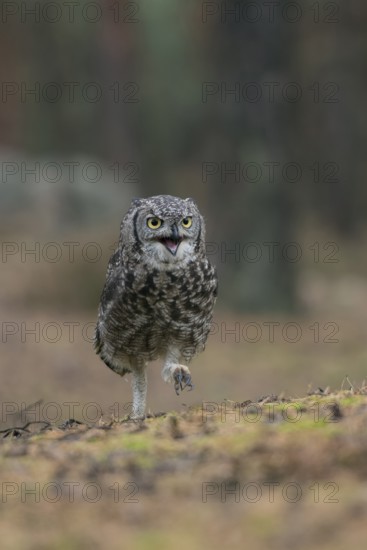 Hastily on foot... Virginia eagle owl (Bubo virginianus) runs with an energetic look on the ground