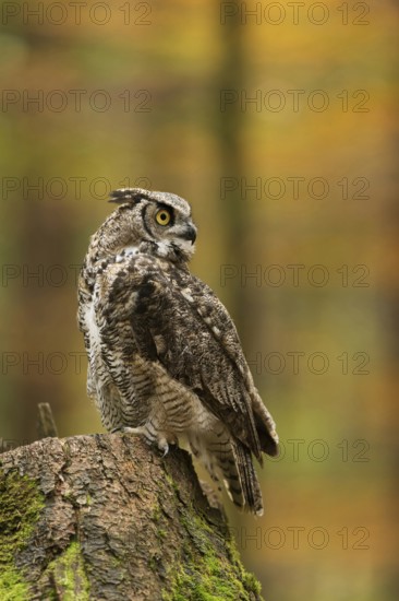American owl... Virginia eagle owl (Bubo virginianus) sitting on a tree stump in autumn forest,