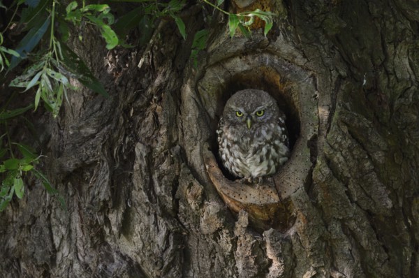 Young owl in its tree cavity... Little owl (Athene noctua), young owl, young owl at its natural