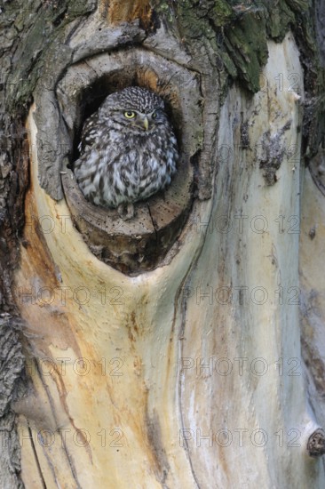 Natural habitat... Little owl (Athene noctua), owl, small owl, adult bird, sits in the entrance of