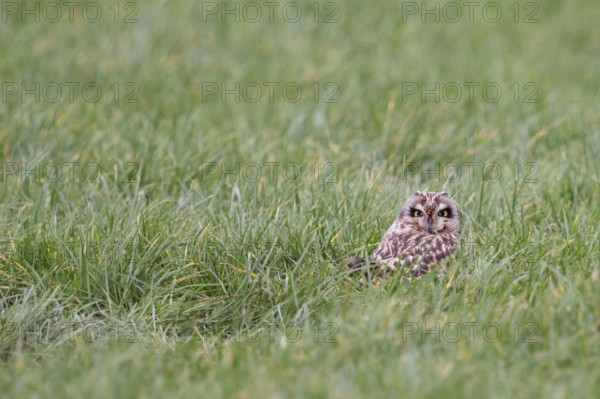 Hidden in the grass... Short-eared owl (Asio flammeus) resting in a meadow over the midday hours,