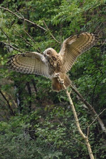 Balancing act... European Eagle Owl (Bubo bubo), young owl, branchling at the first flight