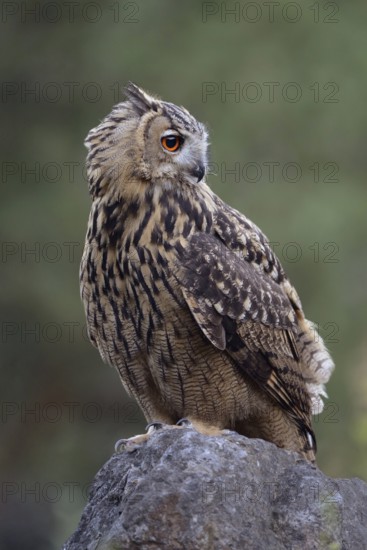Relaxed... European Eagle Owl (Bubo bubo) sits, perches on a large rock in a quarry, owl turns its