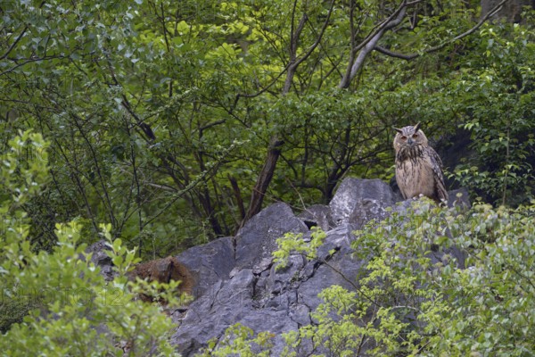 High up on the rocks... European eagle owl (Bubo bubo), owl sitting in an old quarry between trees,
