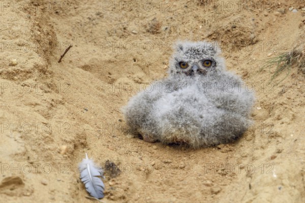 Ball of feathers... European eagle owl (Bubo bubo), young bird that has fallen out of the nest is