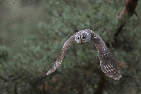 On silent wings... Tawny owl (Strix aluco) in silent flight, flying owl at the edge of a pine