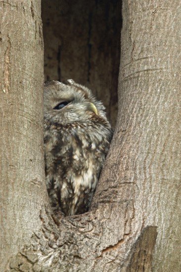 In its tree hollow... Tawny owl (Strix aluco), nocturnal owl, sits during the day in a natural