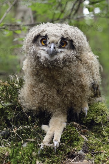 On the ground... European eagle owl (Bubo bubo), young bird, young owl, not yet fledged branchling
